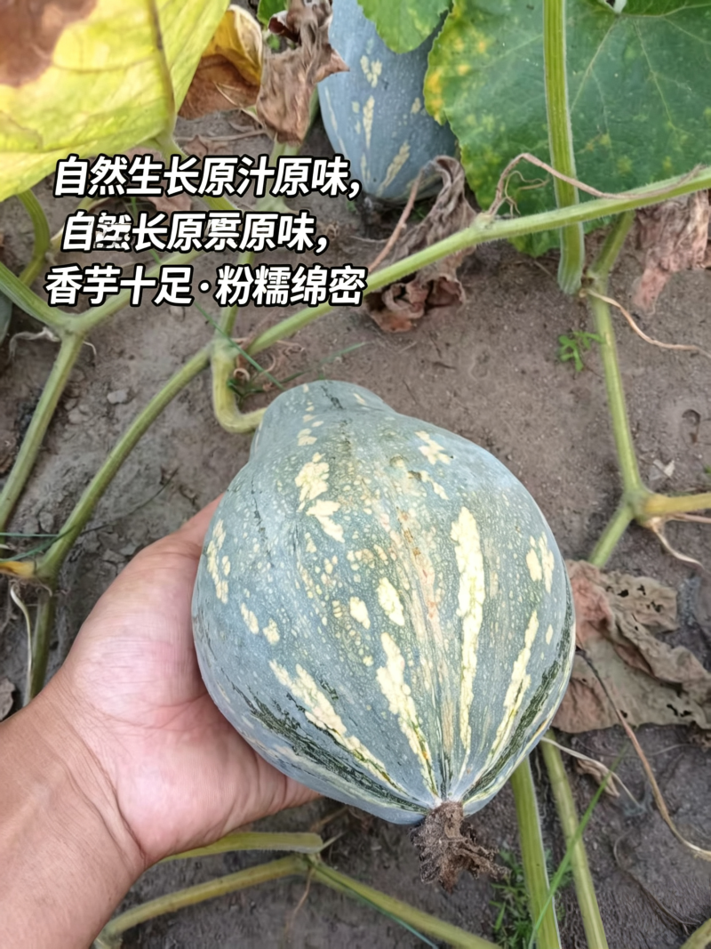 新鲜香芋南瓜靓货上市啦5万斤香芋南瓜欢迎大家来采购