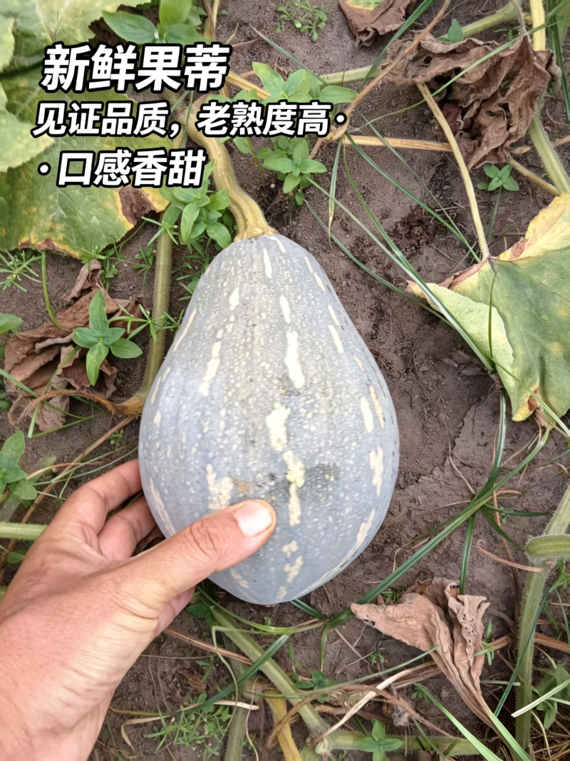 新鲜香芋南瓜靓货上市啦5万斤香芋南瓜欢迎大家来采购