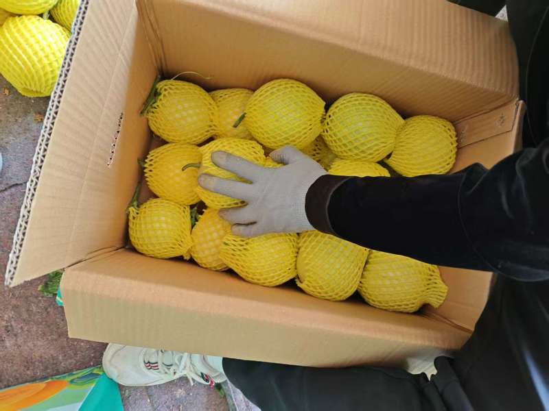 河南内黄精品甜瓜，产地直发，货源充足，质量保证