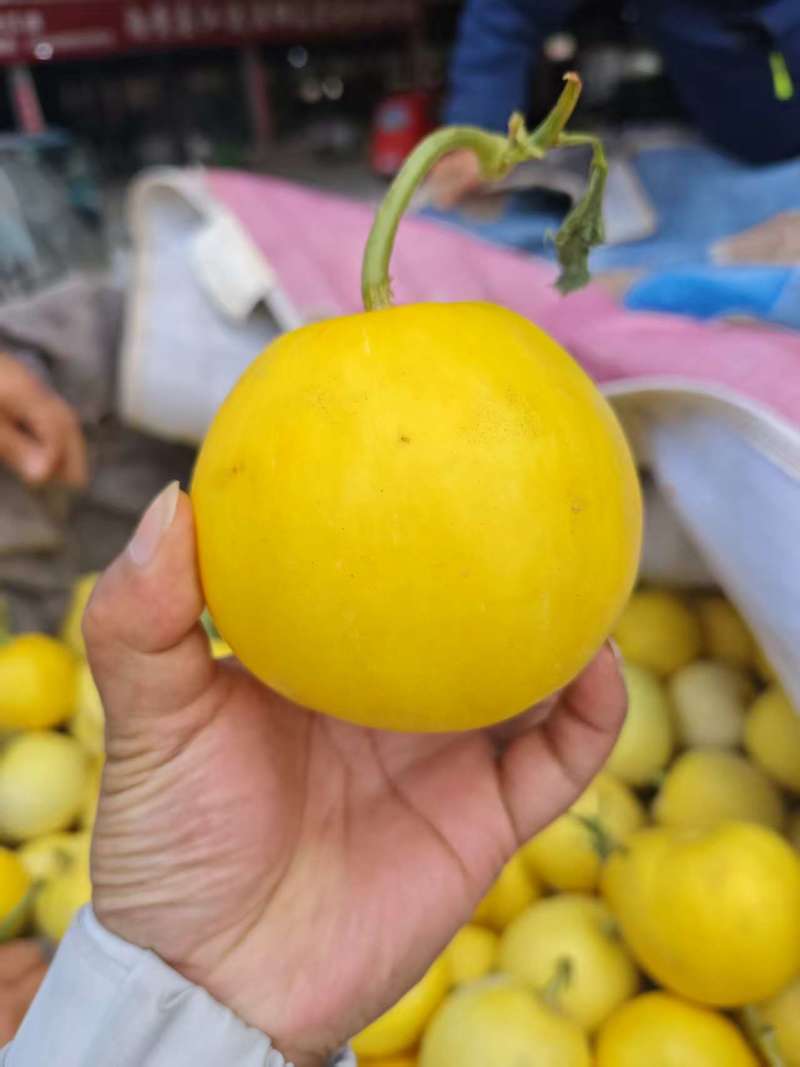 河南内黄精品甜瓜，产地直发，货源充足，质量保证