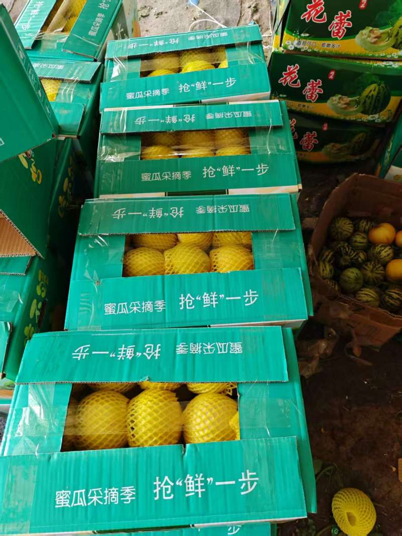 河南内黄精品甜瓜，产地直发，货源充足，质量保证