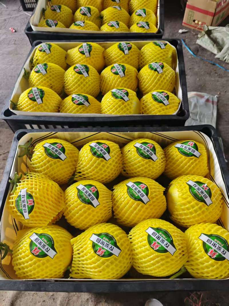 河南内黄精品甜瓜，产地直发，货源充足，质量保证