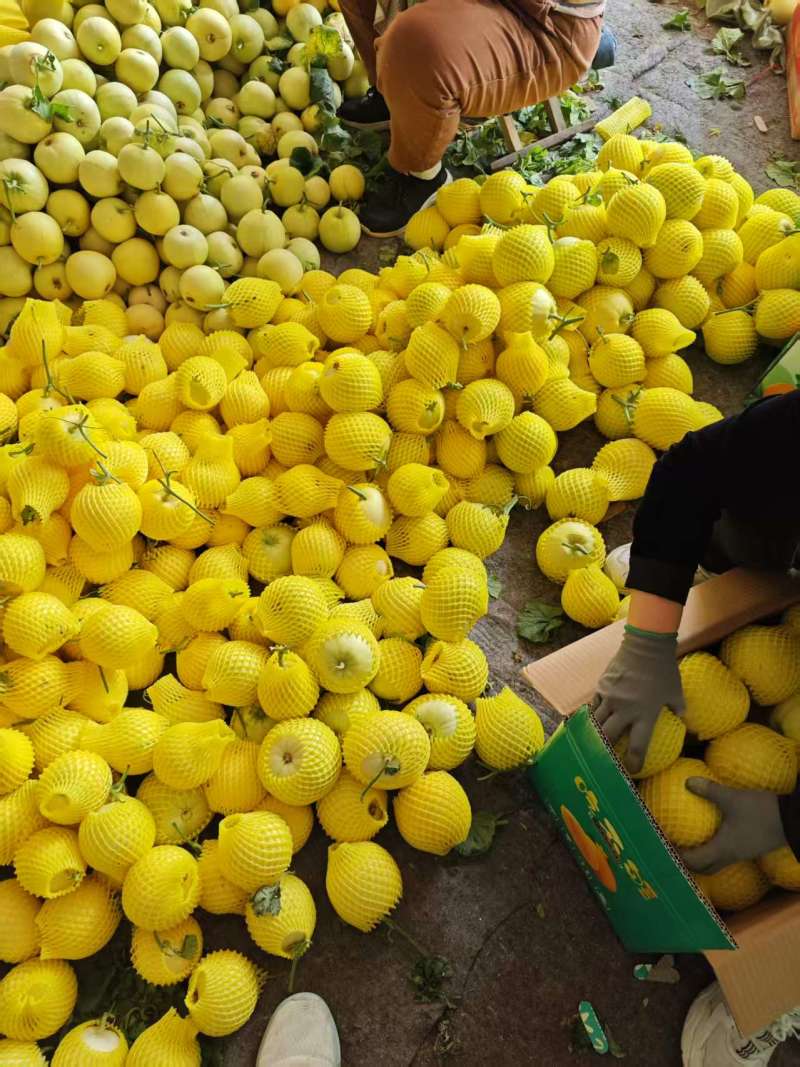 河南内黄精品甜瓜，产地直发，货源充足，质量保证