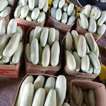 河南内黄精品甜瓜