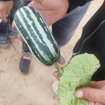 河南内黄精品甜瓜，质量保证，价格美丽，欢迎咨询