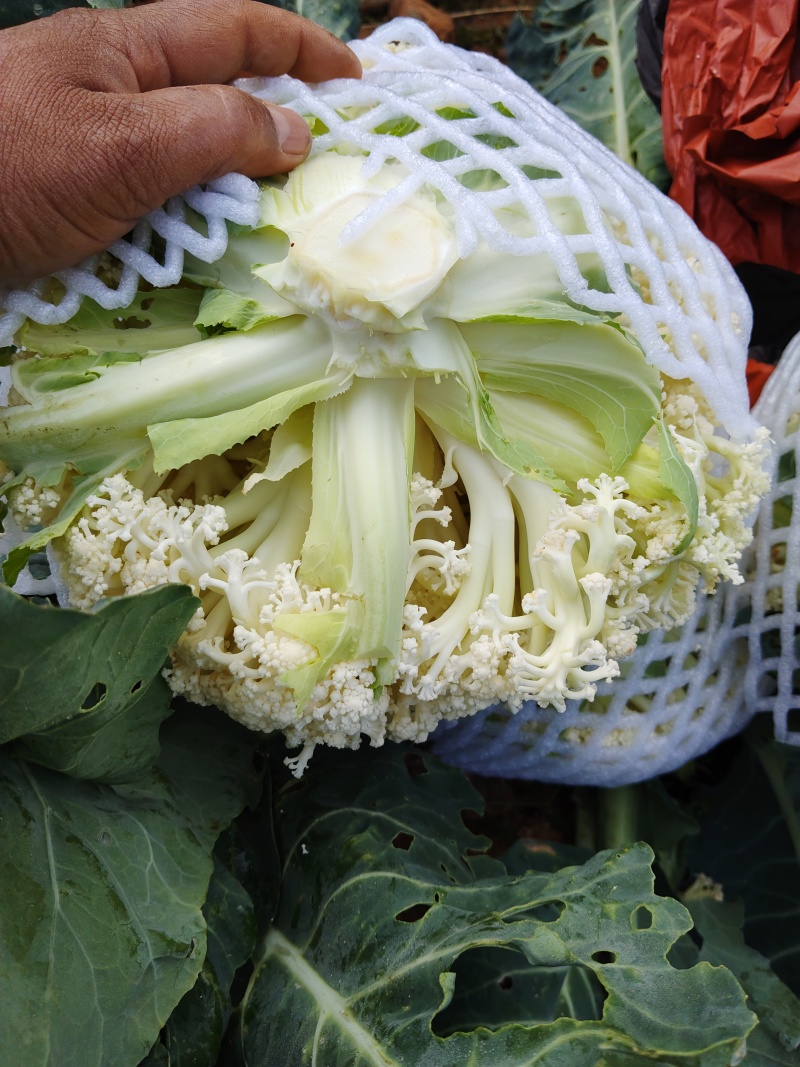 云南散花，100天平脚白杆，每天7一8吨