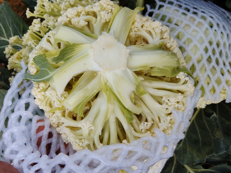 云南散花，100天平脚白杆，每天7一8吨
