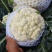 云南散花，100天平脚白杆，每天7一8吨