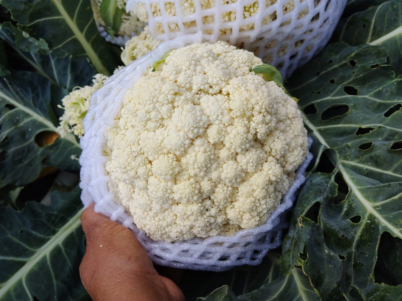 云南散花，100天平脚白杆，每天7一8吨