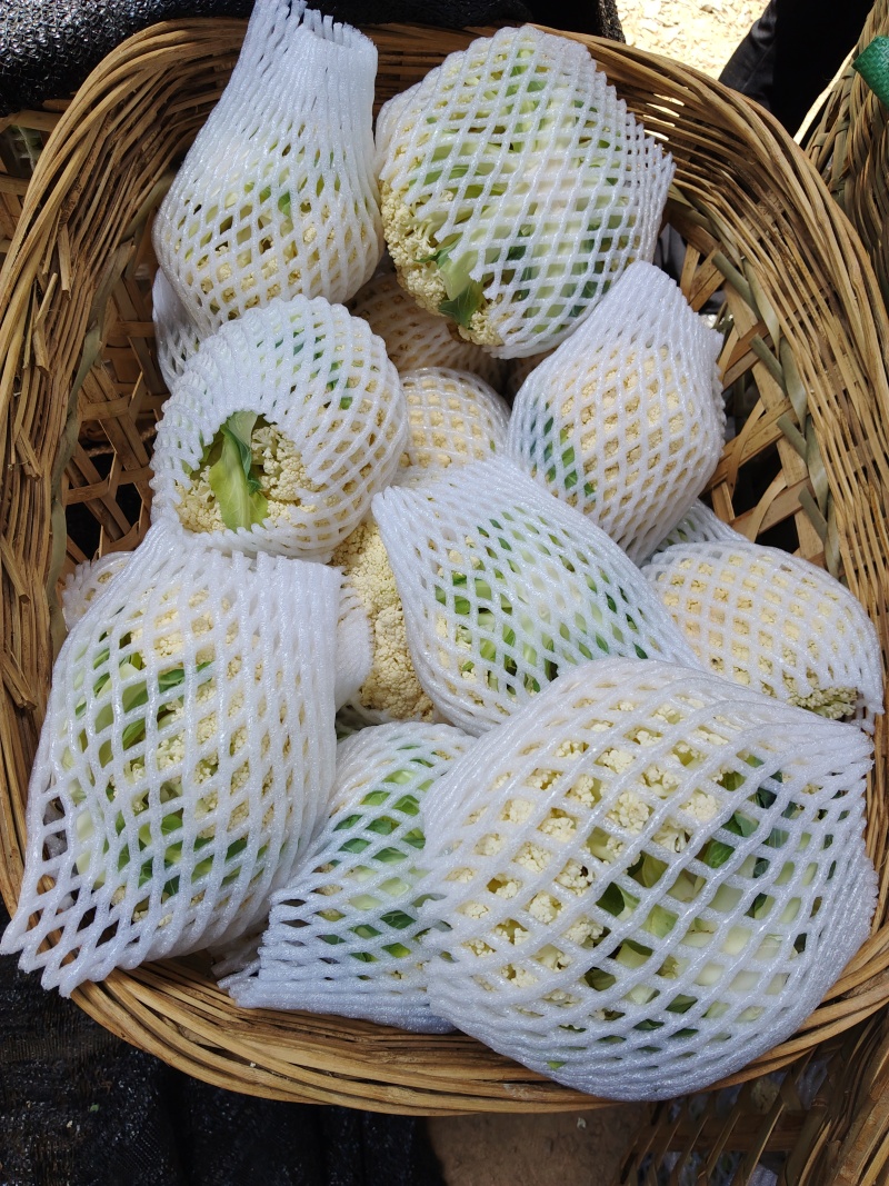 云南散花，100天平脚白杆，每天7一8吨