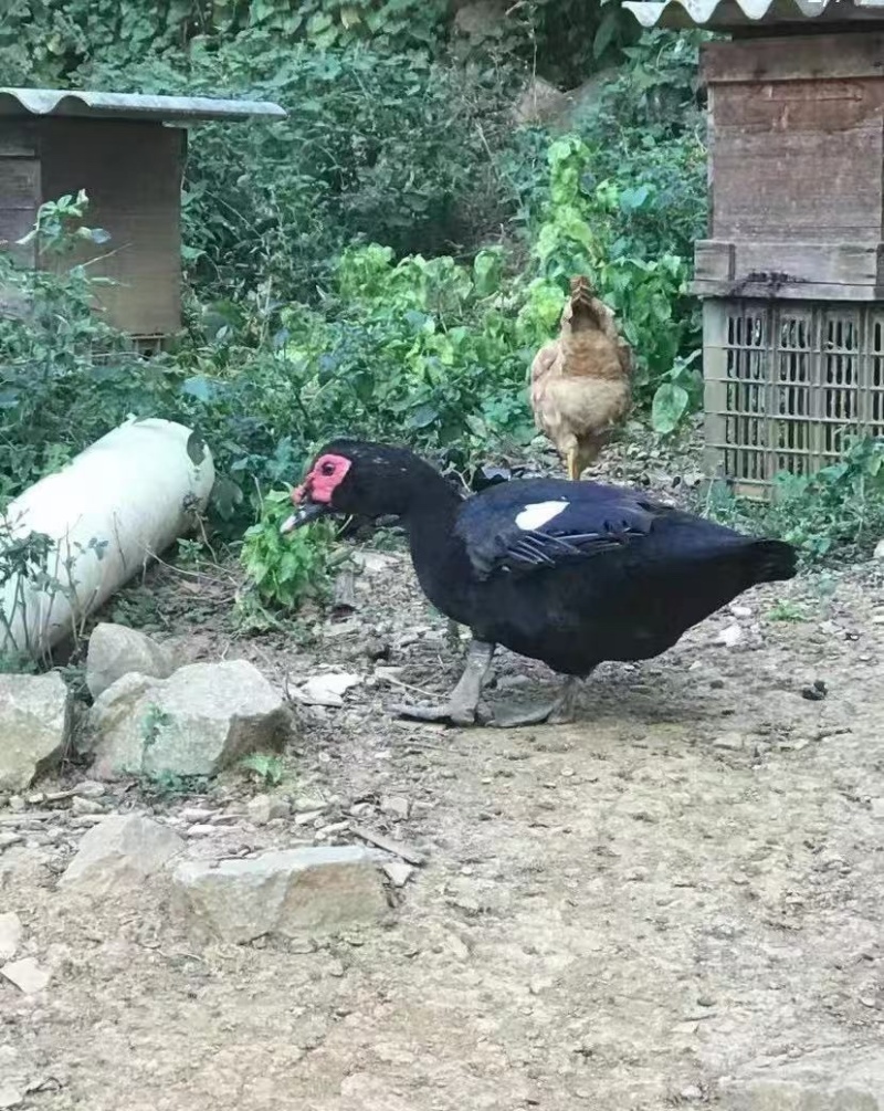 黑番鸭苗黑番鸭公母苗做好疫苗包运输