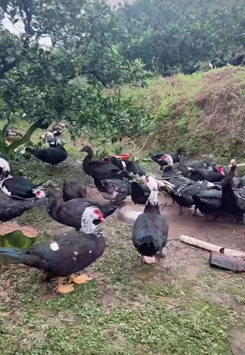 黑番鸭苗黑番鸭公母苗做好疫苗包运输