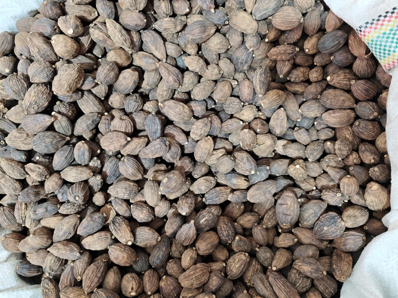 砂仁无硫砂仁新货正宗阳春砂仁香料大料多规格