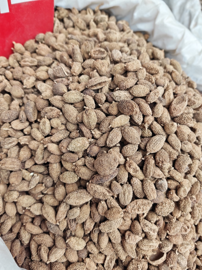 砂仁无硫砂仁新货正宗阳春砂仁香料大料多规格