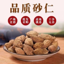 砂仁无硫砂仁新货正宗阳春砂仁香料大料多规格