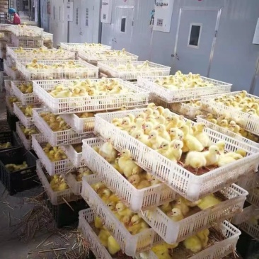 大种三花鹅苗禽苗优质品种做好疫苗放心选购