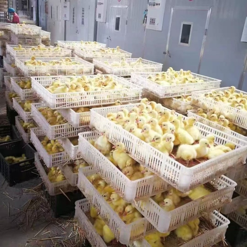 大种三花鹅苗禽苗优质品种做好疫苗放心选购