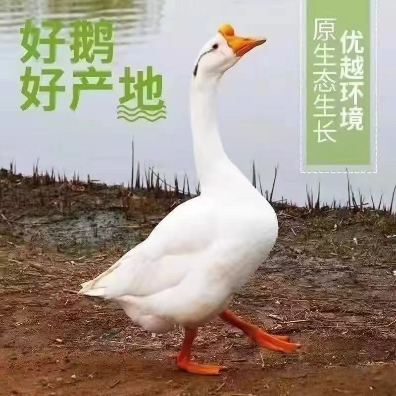 大种三花鹅苗禽苗优质品种做好疫苗放心选购