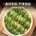 莲子心新鲜莲心莲子心莲芯湖南莲子芯正品新货精选莲子芯