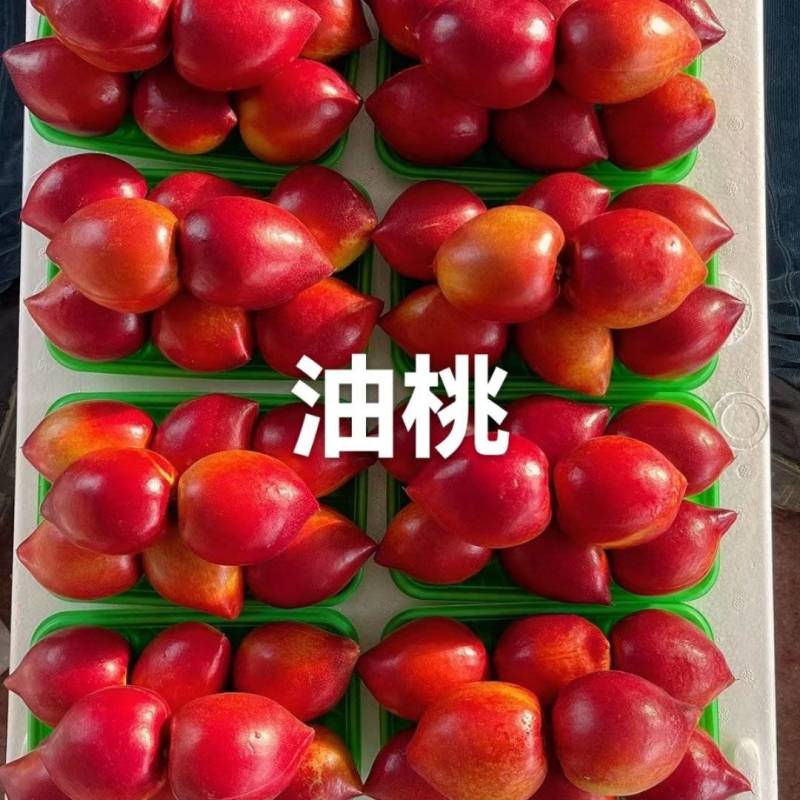 油桃基地直供山东省聊城市莘县、中油4、油5红油桃2两以上