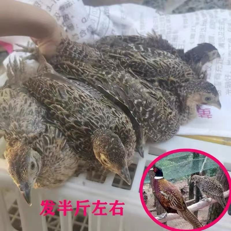 脱温七彩山鸡苗质量保证人工繁殖运输包成活