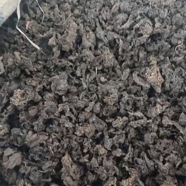 地皮菜地软
