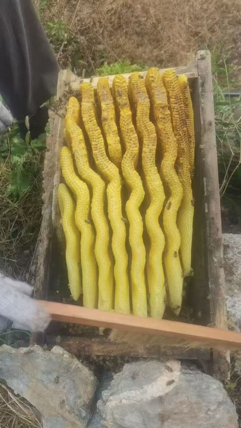自家蜂场直供天然原蜜，无加工、***、无浓缩，量大价优，