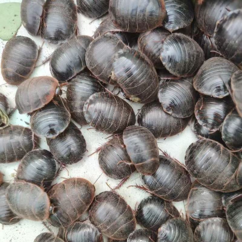 15年老店【包到家活】活土元虫地鳖虫药食两用中药材土鳖骨