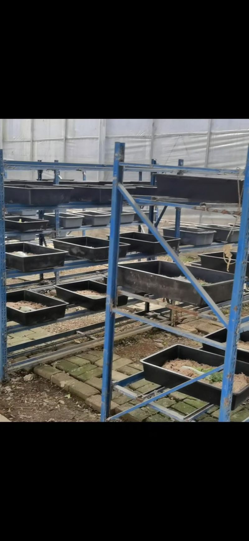 15年老店【包到家活】活土元虫地鳖虫药食两用中药材土鳖骨