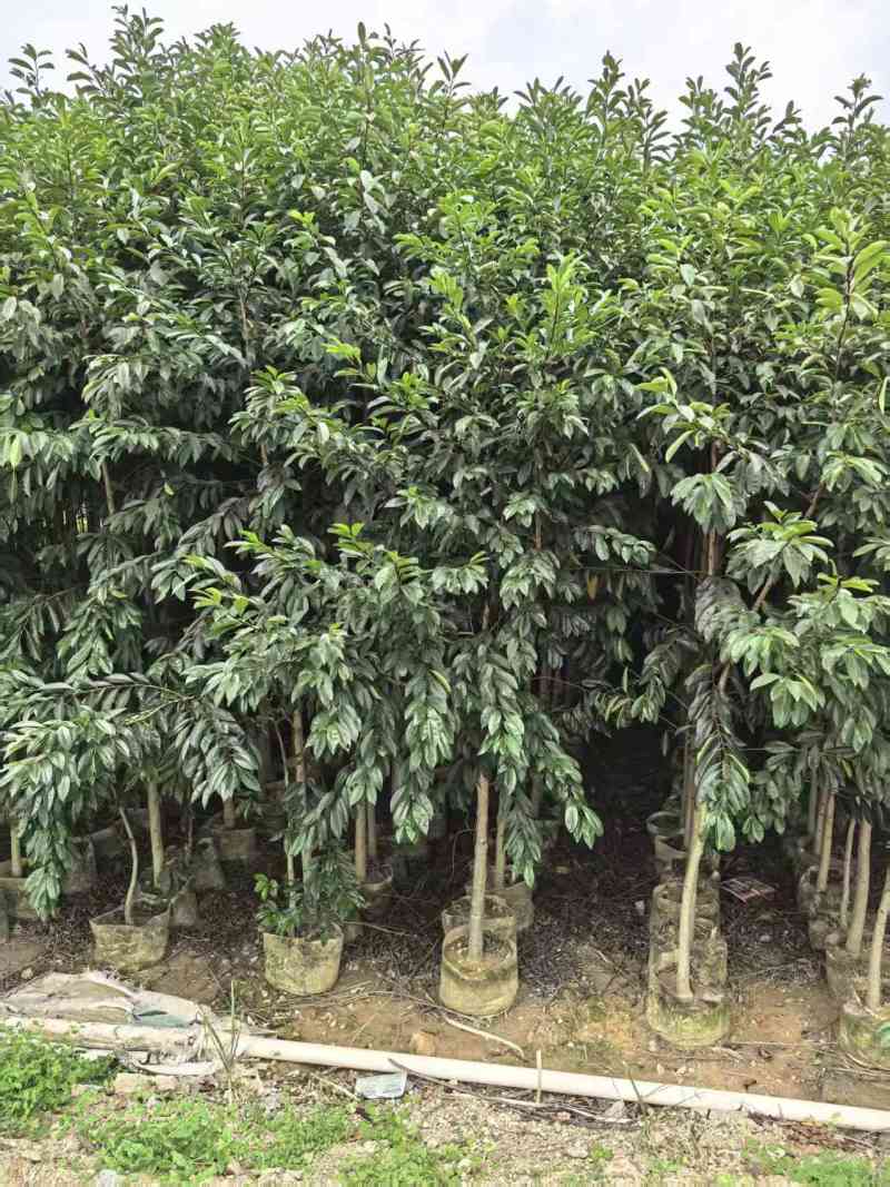 铁冬青，原生苗，量大低价出售