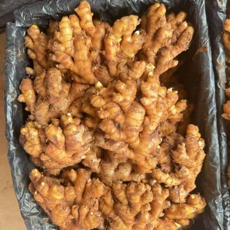云南精品冷库二号姜精品货源，大量供应，诚信经营，