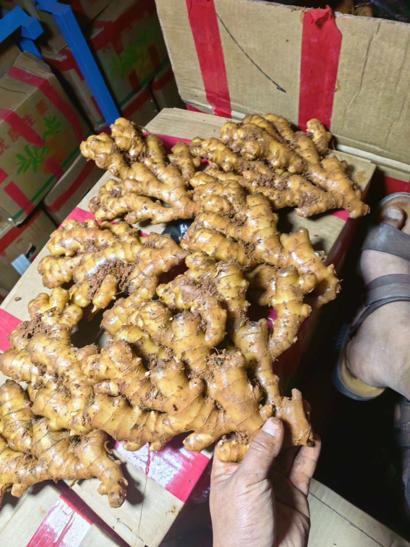 云南精品冷库二号姜精品货源，大量供应，诚信经营，