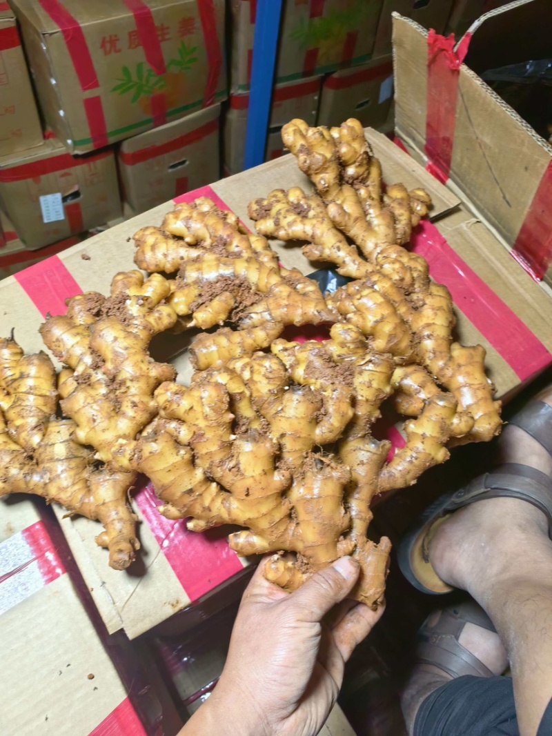 云南精品冷库二号姜精品货源，大量供应，诚信经营，