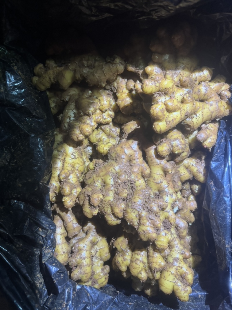 云南精品冷库二号姜精品货源，大量供应，诚信经营，