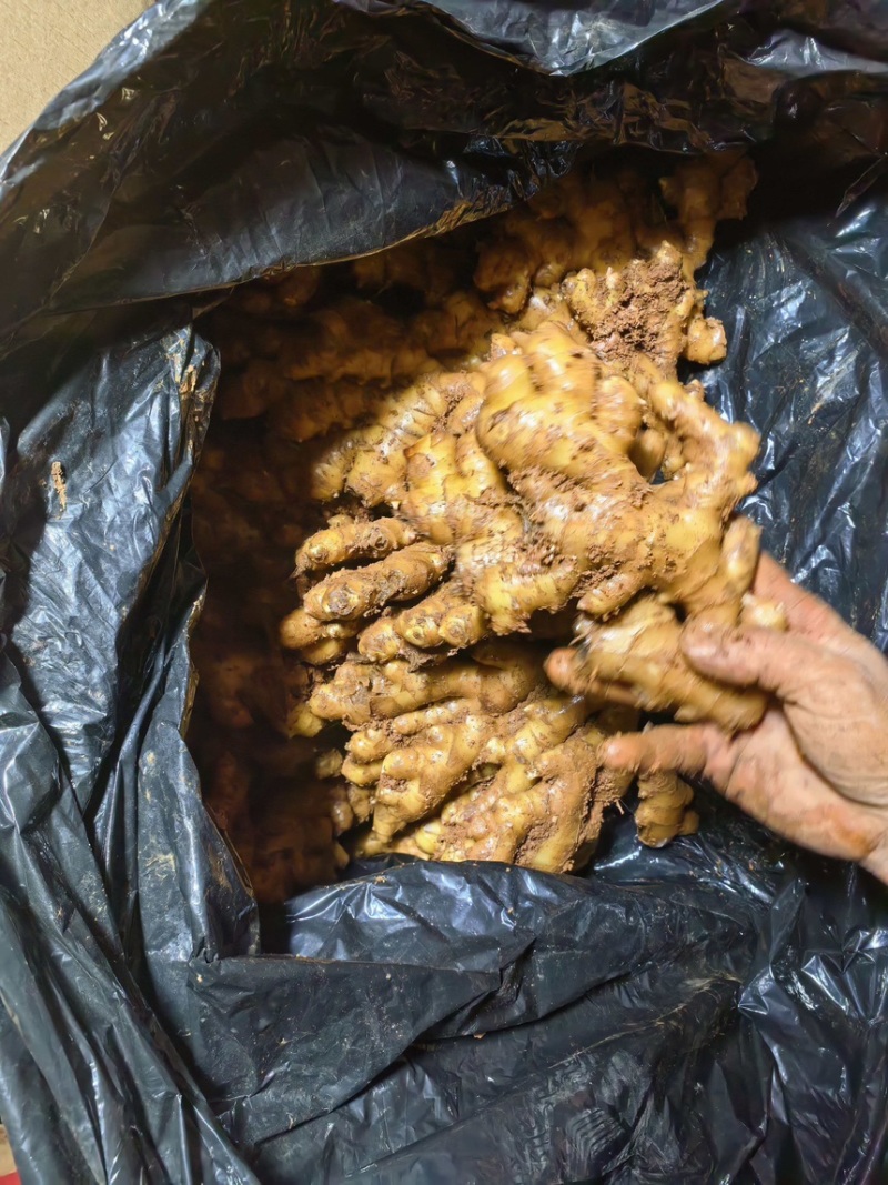 云南精品冷库二号姜精品货源，大量供应，诚信经营，