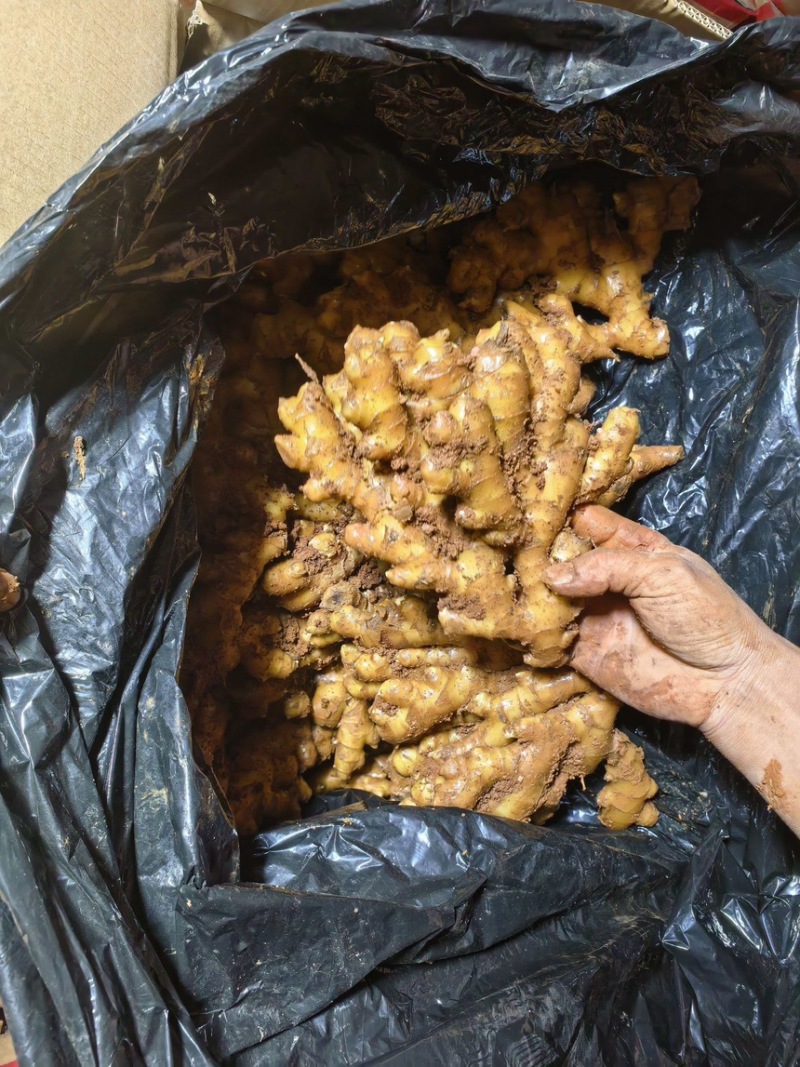 云南精品冷库二号姜精品货源，大量供应，诚信经营，