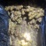 云南精品冷库二号姜精品货源，大量供应，诚信经营，