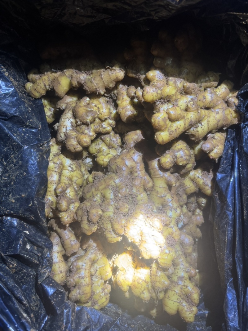云南精品冷库二号姜精品货源，大量供应，诚信经营，