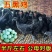 五黑鸡苗脱温五黑鸡苗诚信经营质量保证疫苗齐全