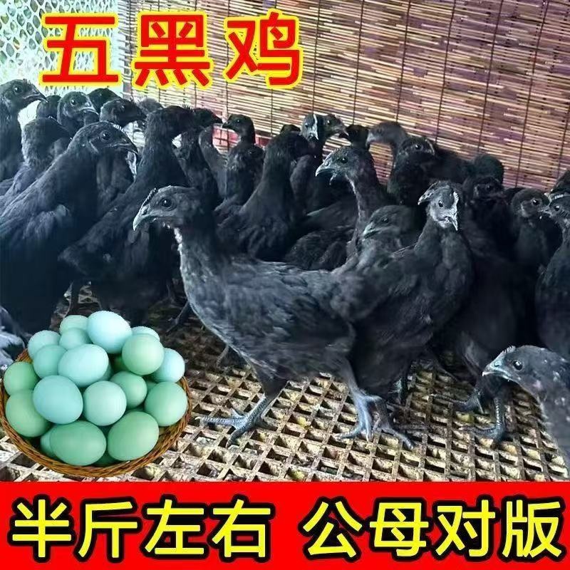 五黑鸡苗脱温五黑鸡苗诚信经营质量保证疫苗齐全
