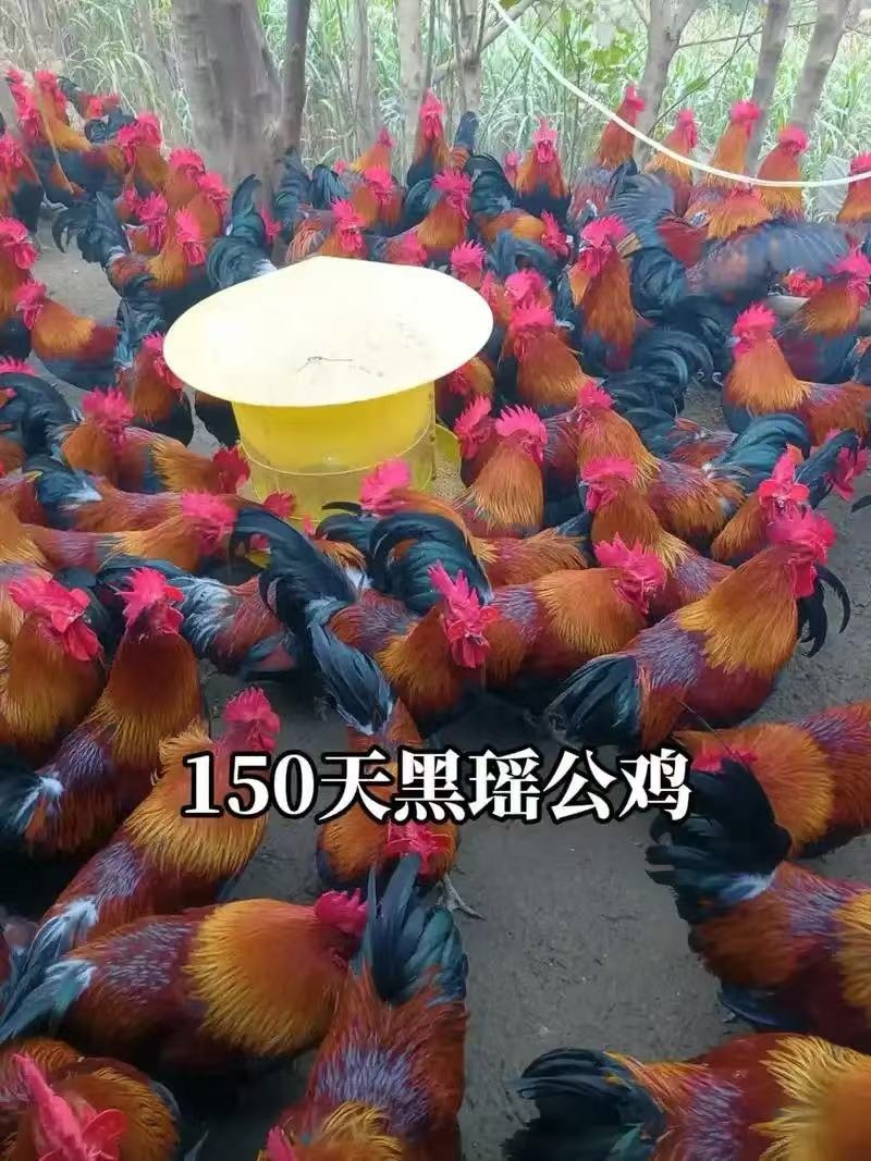 瑶鸡苗黑瑶鸡苗红瑶鸡苗做好疫苗包活到家量大从优