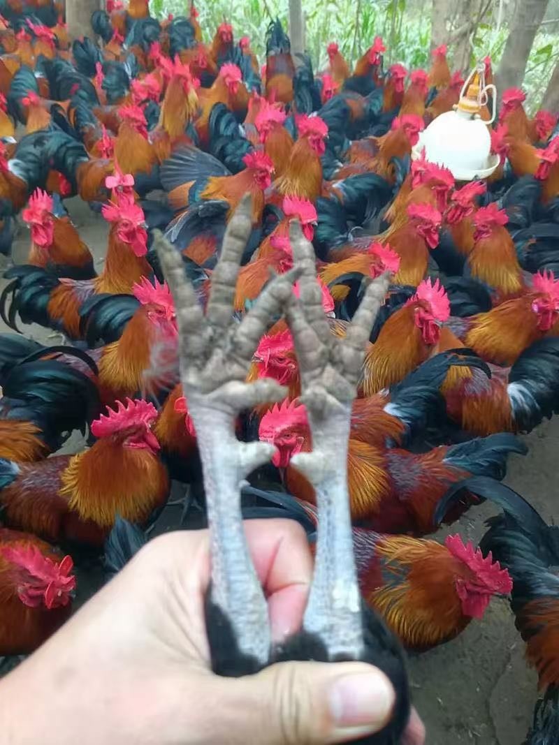 瑶鸡苗黑瑶鸡苗红瑶鸡苗做好疫苗包活到家量大从优