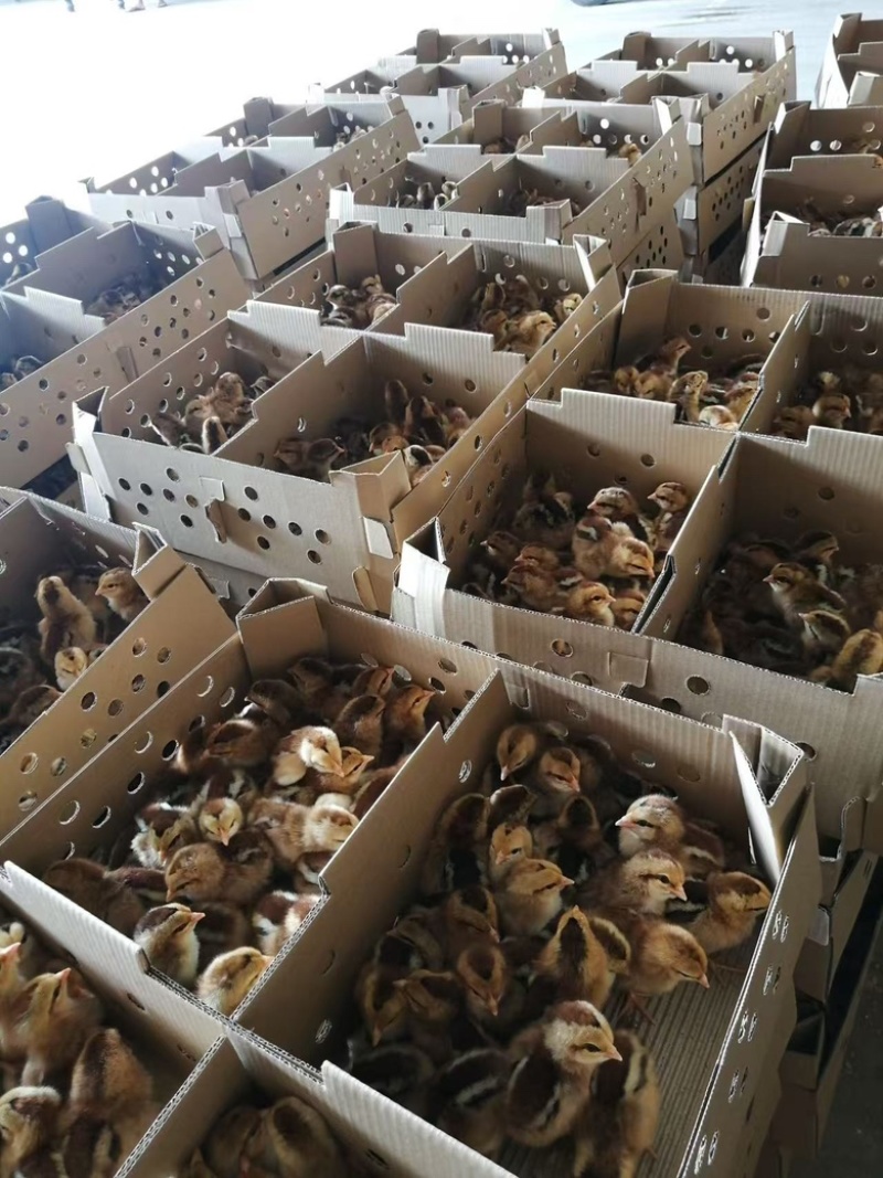瑶鸡苗黑瑶鸡苗红瑶鸡苗做好疫苗包活到家量大从优