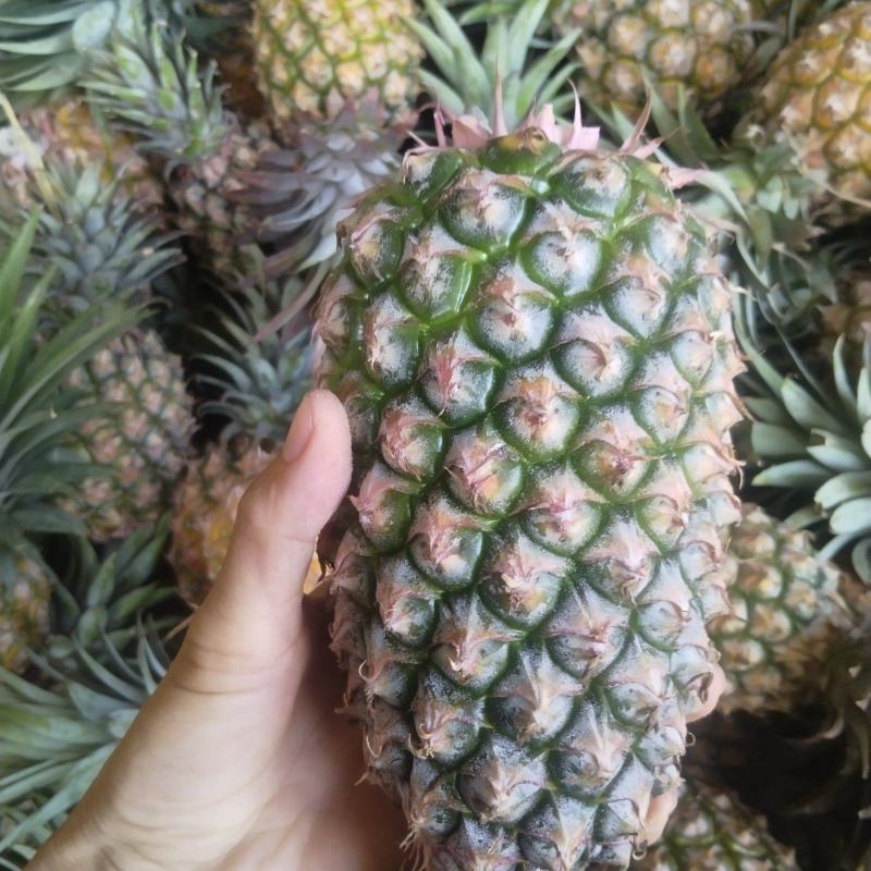 海南昌江地区凤梨