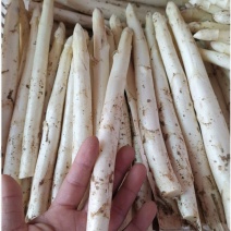山东曹县白芦笋新鲜现挖蔬菜产地直销农家菜白色嫩笋