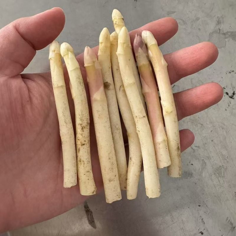 山东曹县白芦笋新鲜现挖蔬菜产地直销农家菜白色嫩笋