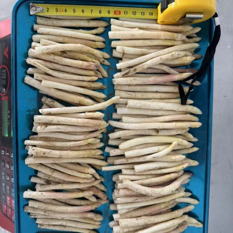 山东曹县白芦笋新鲜现挖蔬菜产地直销农家菜白色嫩笋