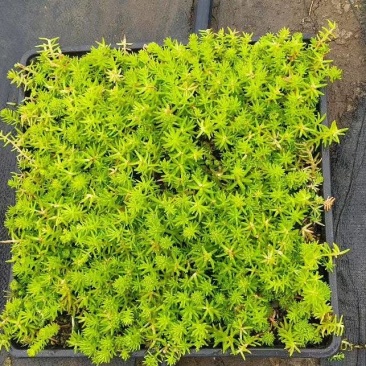 方盘佛甲草/方盘熊猫堇/量大价优/物美价廉