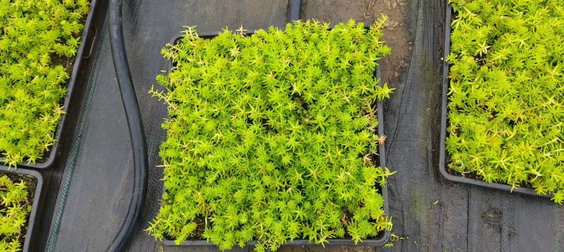 方盘佛甲草/方盘熊猫堇/量大价优/物美价廉