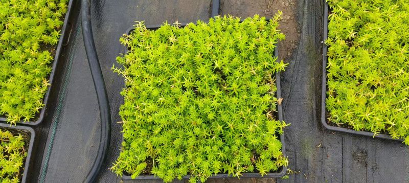 方盘佛甲草/方盘熊猫堇/量大价优/物美价廉